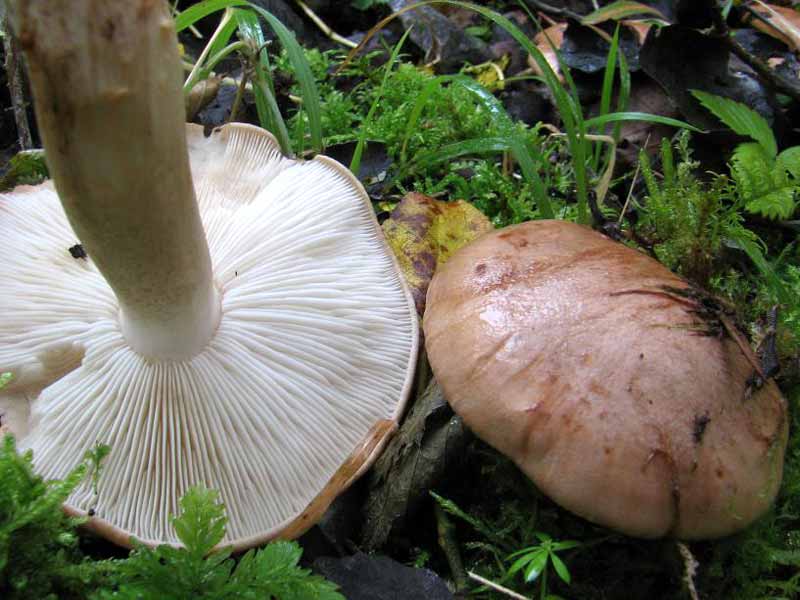 Лесной плод мацутакэ (tricholoma caligatum): описание гриба, похожие виды, лечебные качества, рецепты приготовления блюд