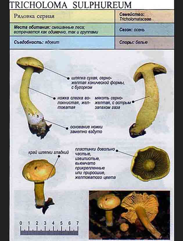 Рядовка чешуйчатая или коричневая (tricholoma imbricatum) или гриб сластушка: фото, описание и как его готовить