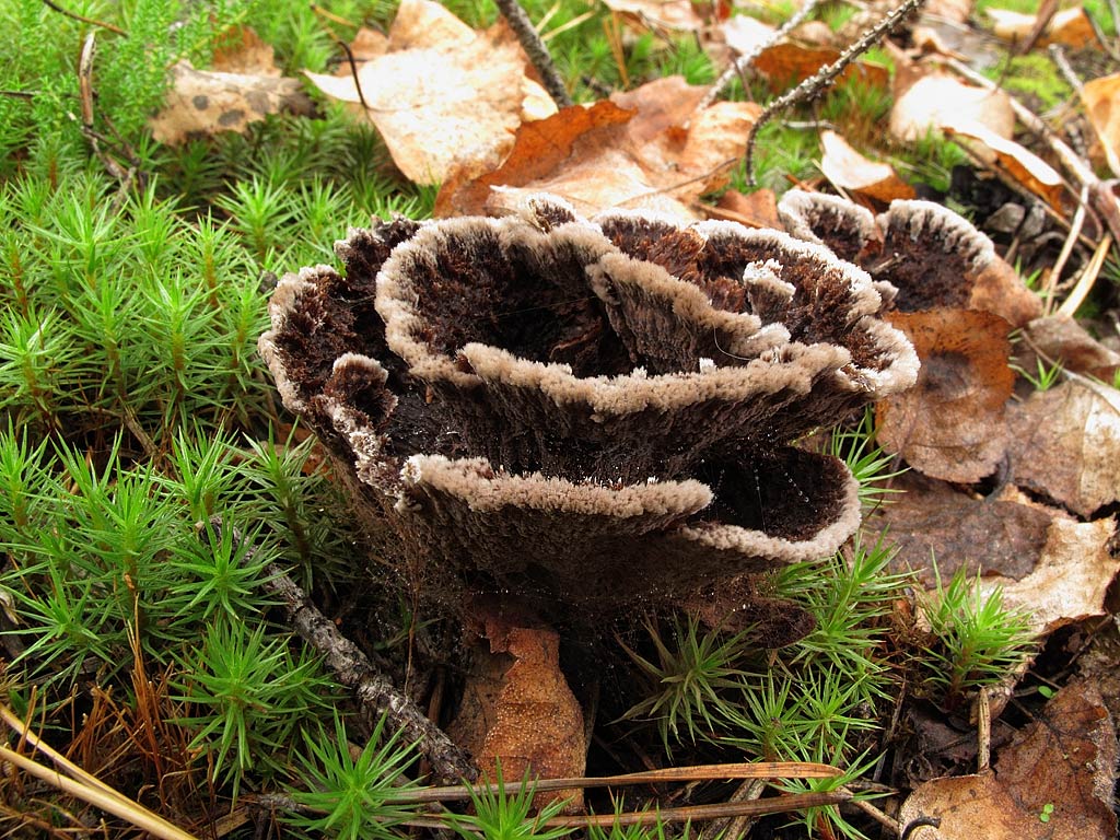 Телефора гвоздичная (гвоздиковая, thelephora caryophyllea): как выглядят грибы, где и как растут, съедобны или нет