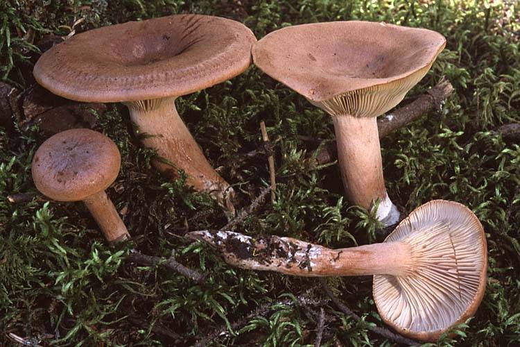 Горькушка (lactarius rufus), сухарка, горький груздь, горянка, горчак — фото и описание массового гриба хвойных лесов
