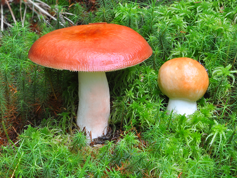 Сыроежки, сыроежки фото и описание, гриб сыроежка фото и описание | «грибопедия» информационный сайт