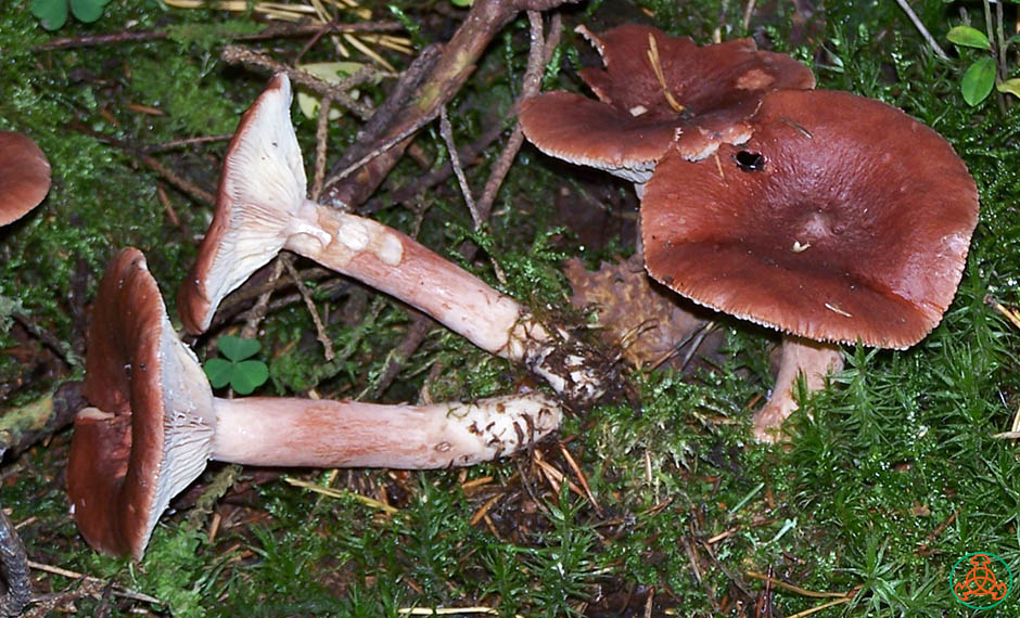 Горькушка (lactarius rufus), сухарка, горький груздь - гриб наших лесов