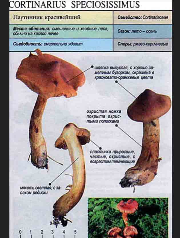 Гриб паутинник: описание, места произрастания, распространенные, съедобные виды, похожие грибы, первичная обработка и приготовление
