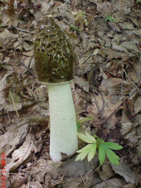 Вешенка обыкновенная (pleurotus ostreatus), устричный гриб или глива: описание, рецепты приготовления и выращивание в домашних условиях