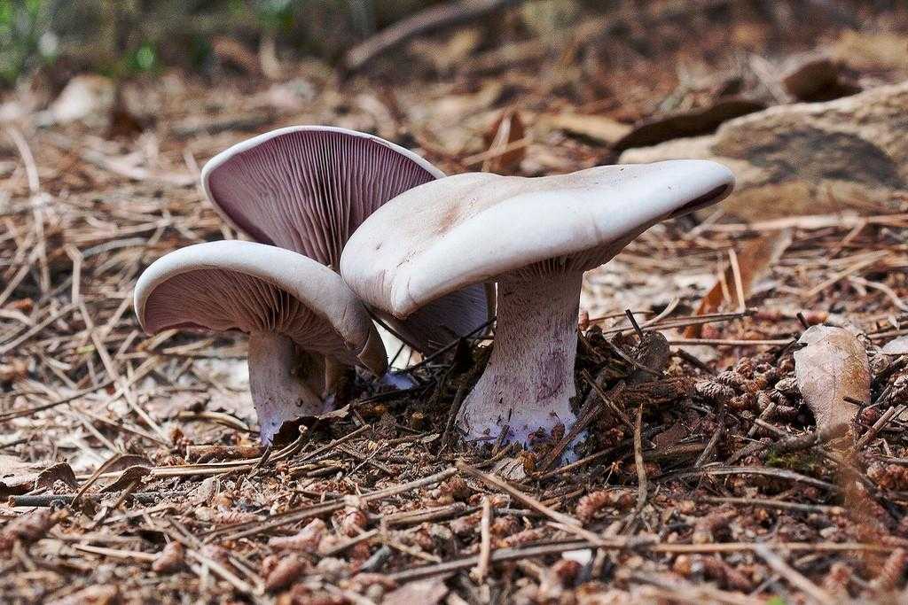 Фиолетовые грибы: +23 фото, названия, съедобность и описание — викигриб