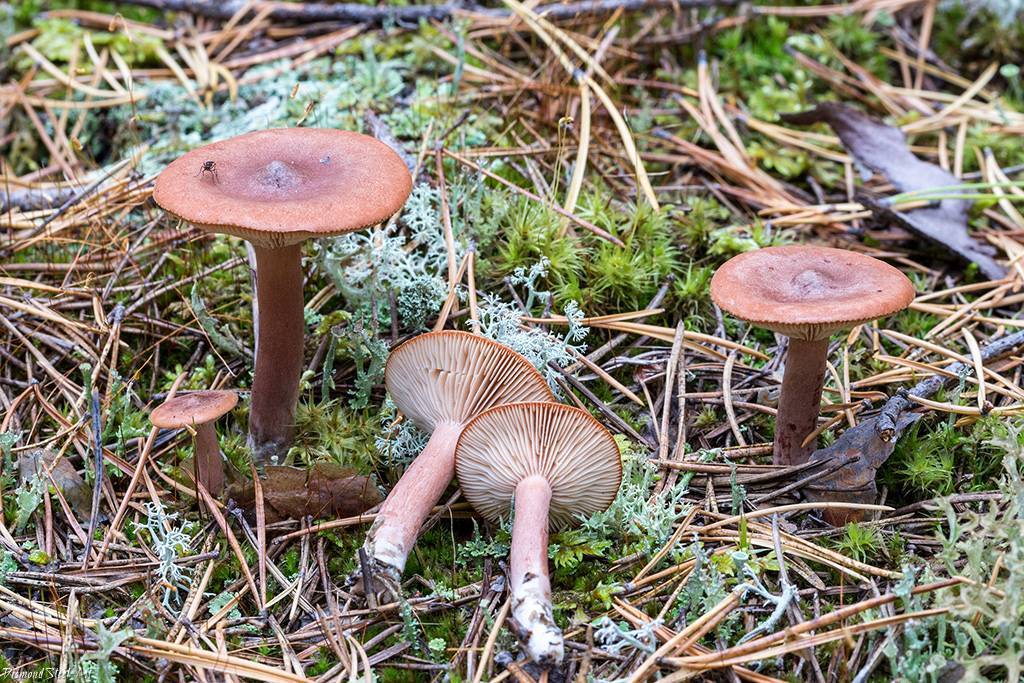 Грузди — съедобные грибы: фото и описание