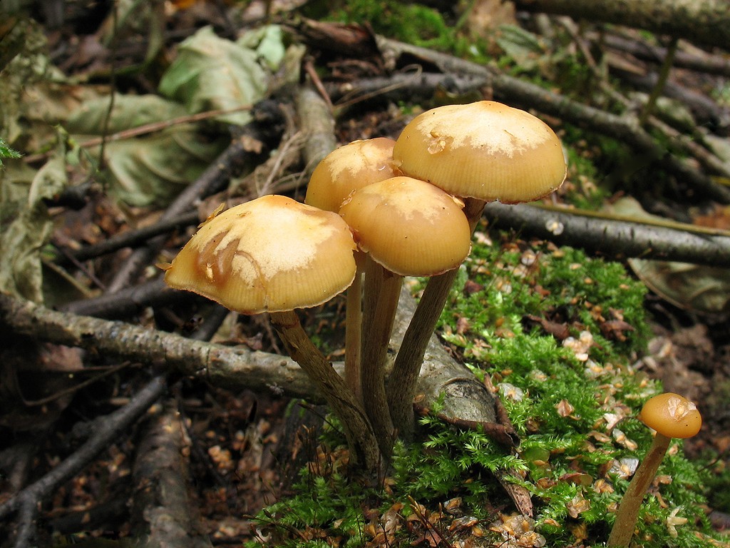 Где найти гриб кольцевик, как вырастить и с чем его готовить?