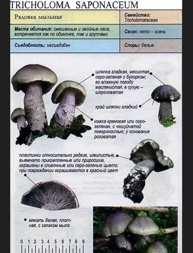 Рядовка серая: фото и описание, как отличить съедобный гриб от ядовитого