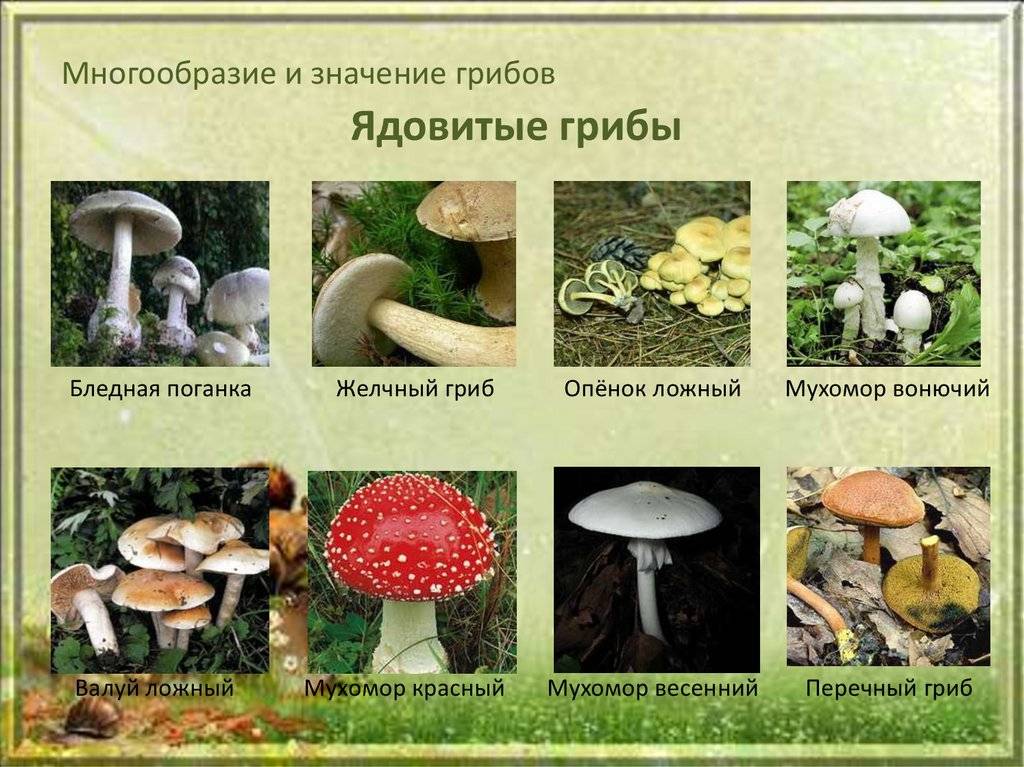Съедобные грибы архангельской области фото и описание
