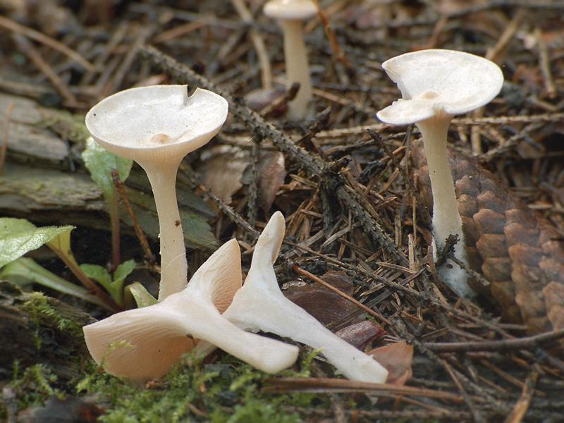 Говорушка ворончатая или пахучая (clitocybe gibba): фото, описание, съедобность, как готовить гриб в виде воронки