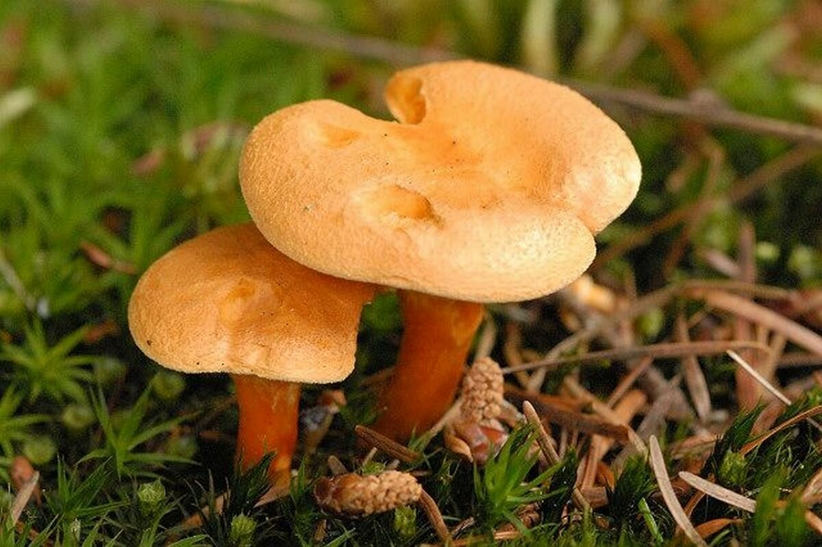 Особенности гриба говорушка оранжевая