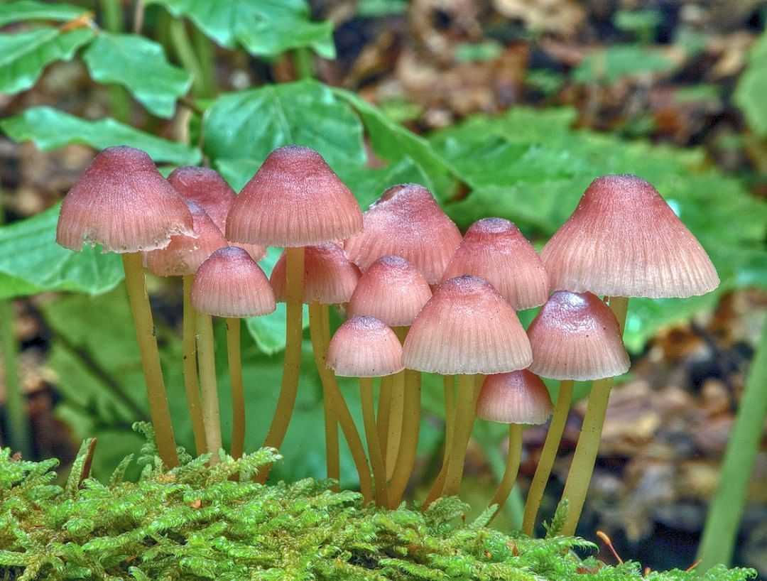 Мицена синеногая (mycena cyanorhiza) – грибы сибири