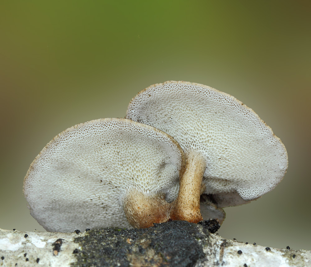 Какие съедобные грибы растут на деревьях?