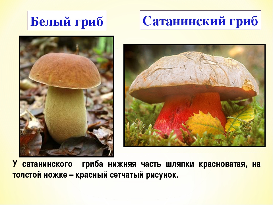 Описание сатанинского гриба, как его отличить от съедобных