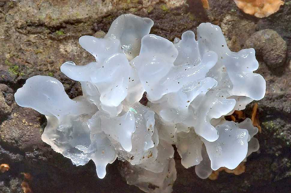 Ледяной гриб: что это и съедобен ли он