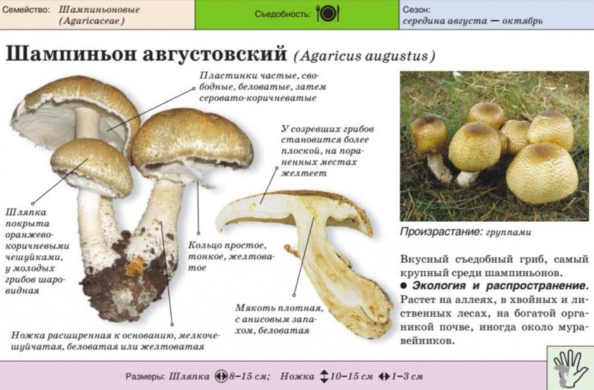 Шампиньоны: фото и описание, виды съедобных грибов, отличия, сроки и правила сбора — викигриб