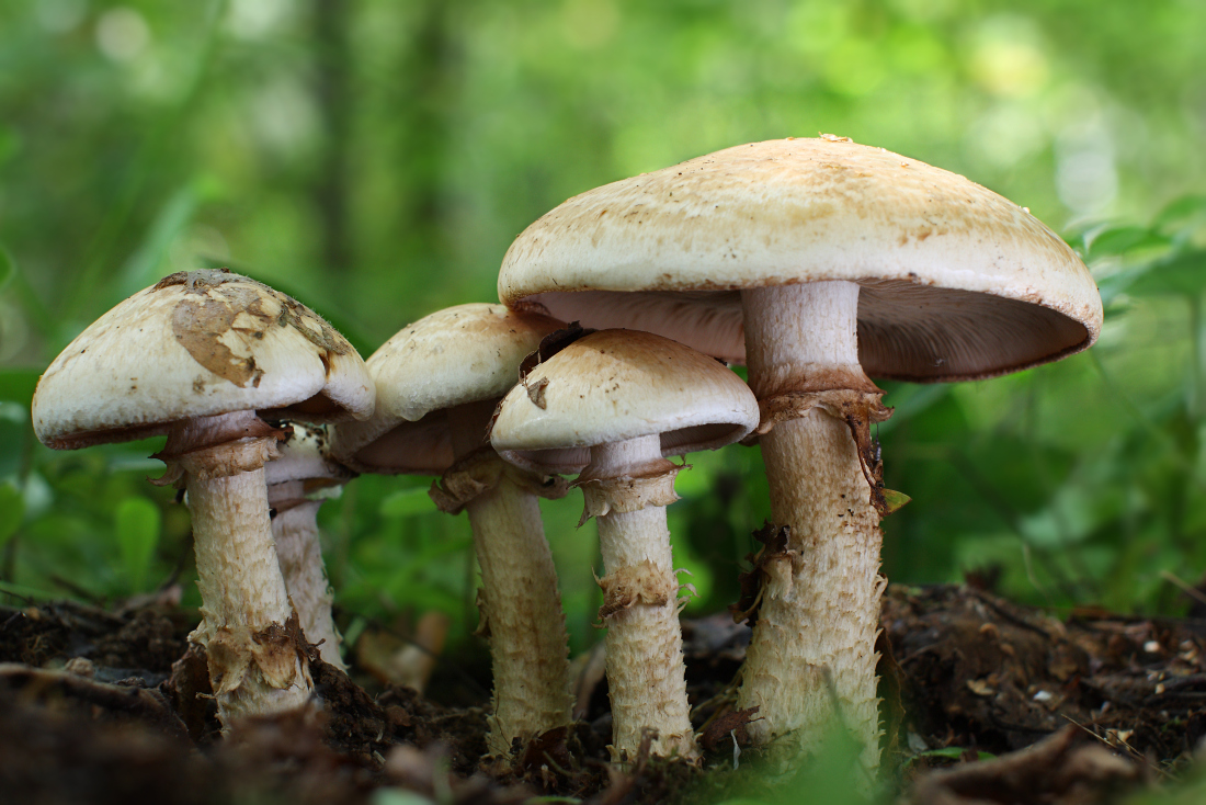 Гебелома клейкая или хреновый гриб — викигриб