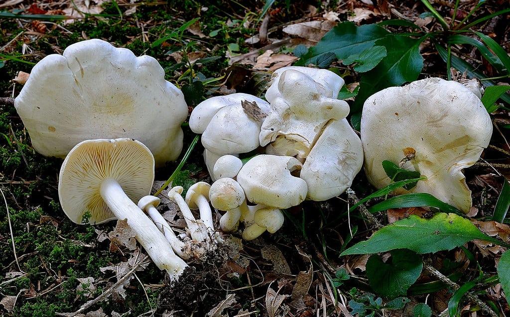 Сросшаяся рядовка (lyophyllum connatum): ядовит или съедобен гриб, способы приготовления