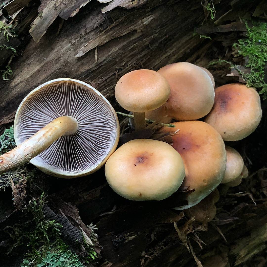 Ложноопенок моховой - схожие виды гриба. где растет и чем опасен.