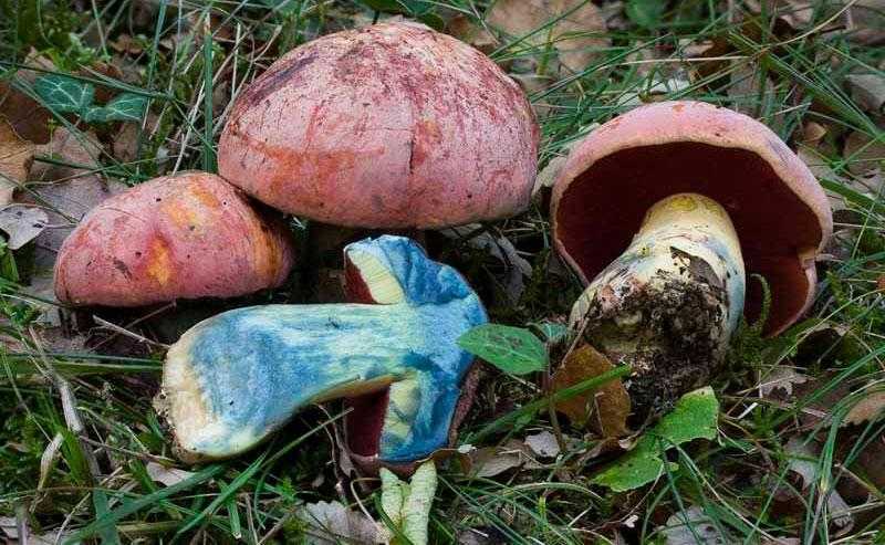 Белый гриб синеет — на ножке или на срезе, можно ли есть