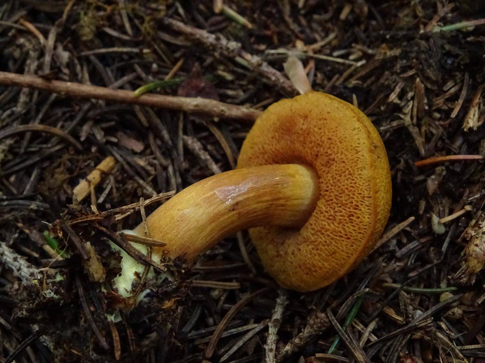 Перечный гриб: необычный маслёнок с приятной остротой - грибы собираем