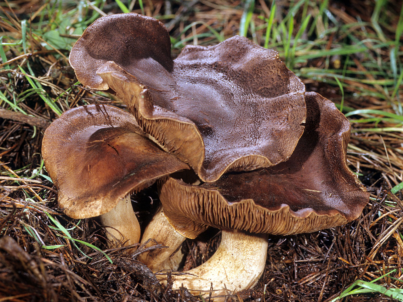 Рядовка чешуйчатая, или сластушка (tricholoma imbricatum). рядовка чешуйчатая грибы рядовки: фото, виды, названия