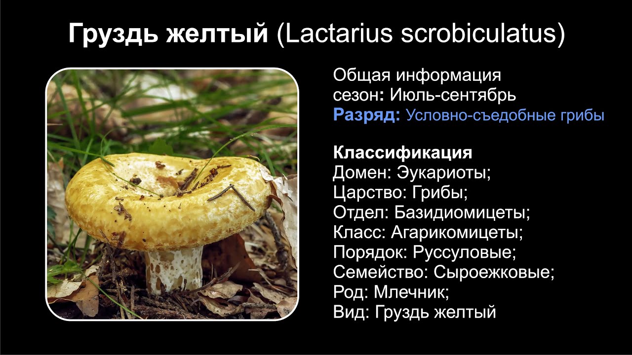 Груздь желтый (Lactarius scrobiculatus)