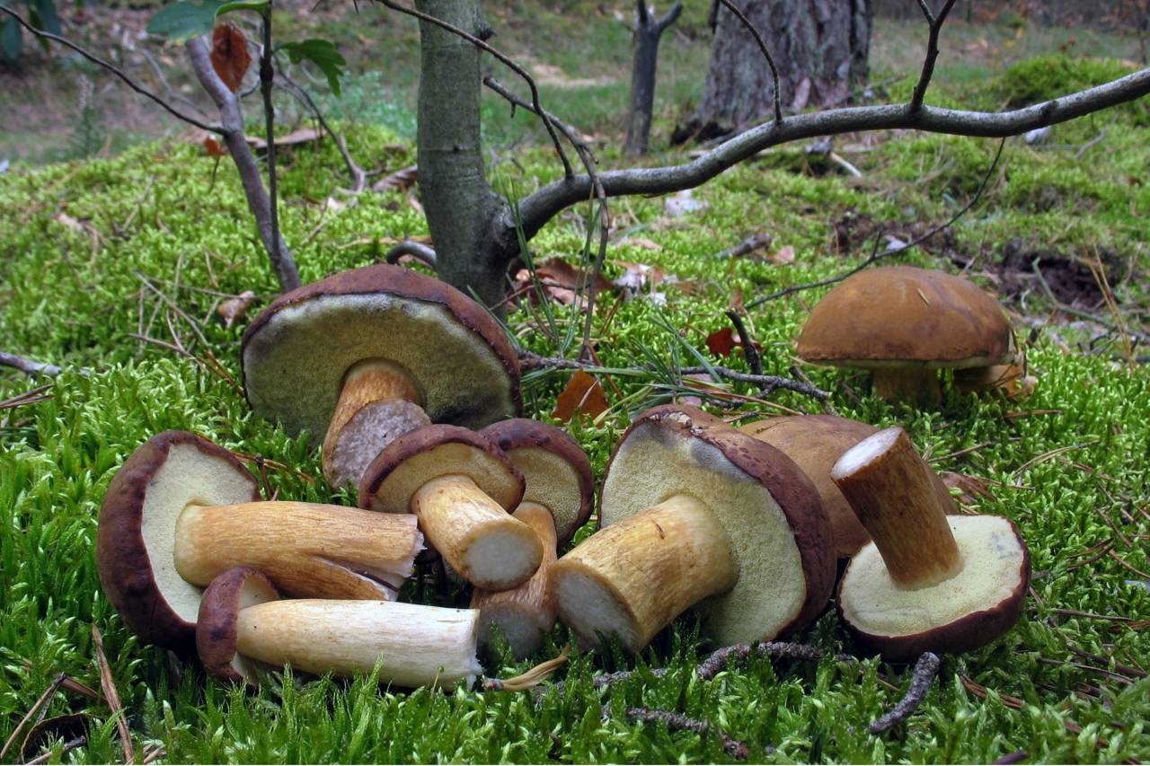 Польский белый гриб: места обитания, полезные качества и рецепты приготовления блюд из боровика