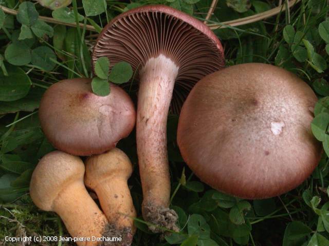 Мокруха пурпуровая — описание, где растет, ядовитость гриба