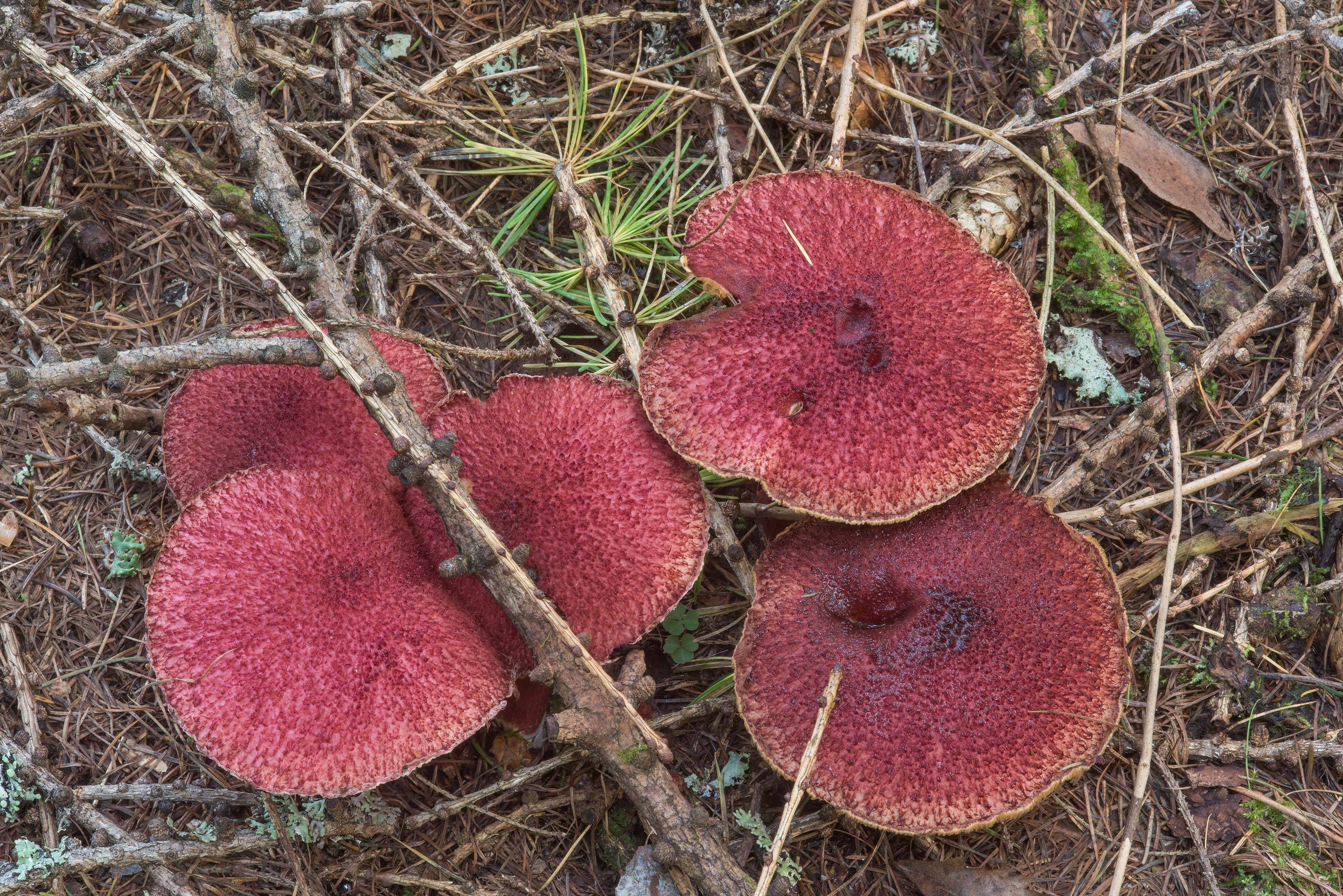 Какие грибы растут на болоте название. масленок болотный – съедобный гриб с болот. когда и как правильно собирать грибы козлята