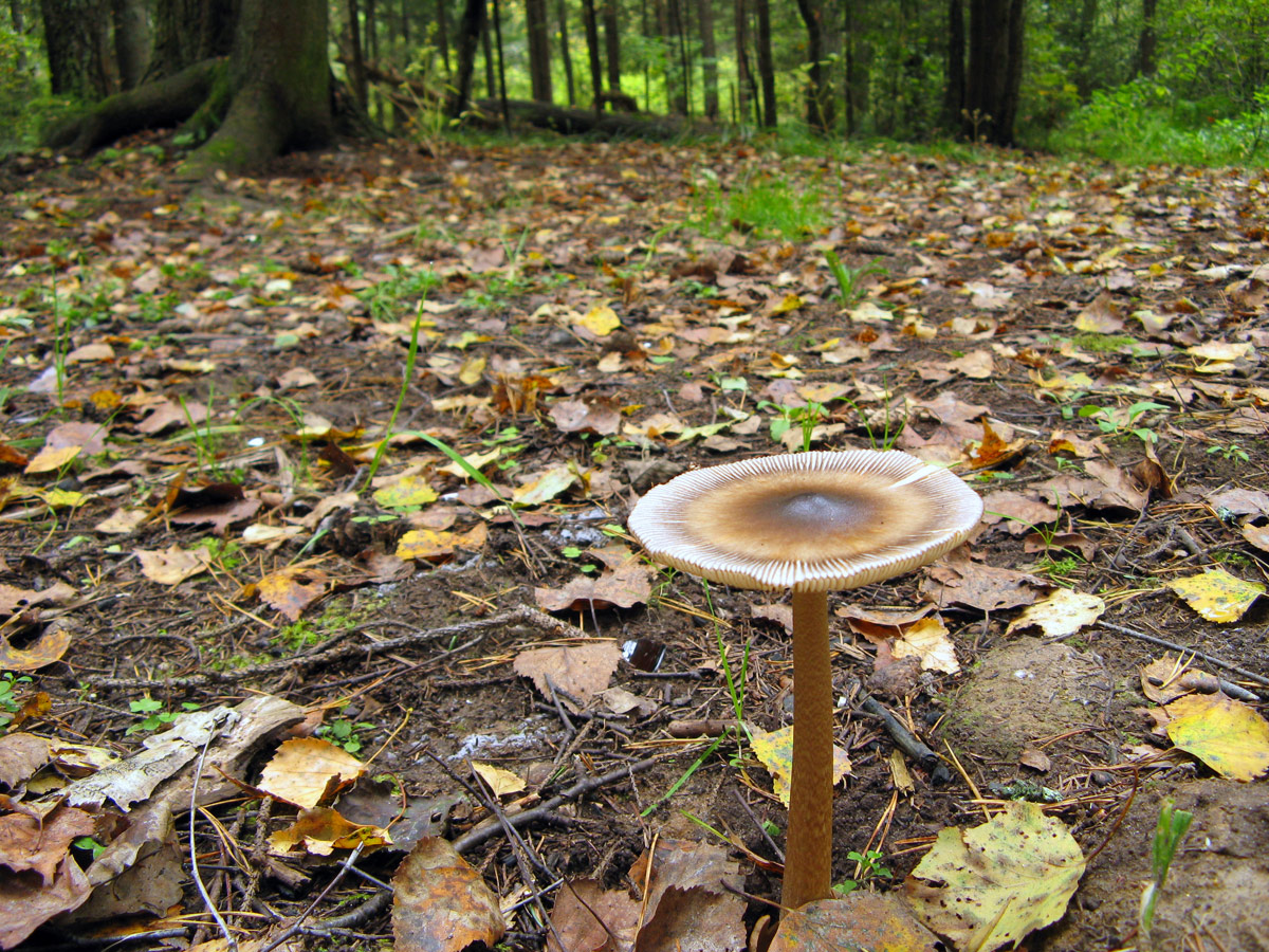 Amanita battarrae, banded amanita mushroom