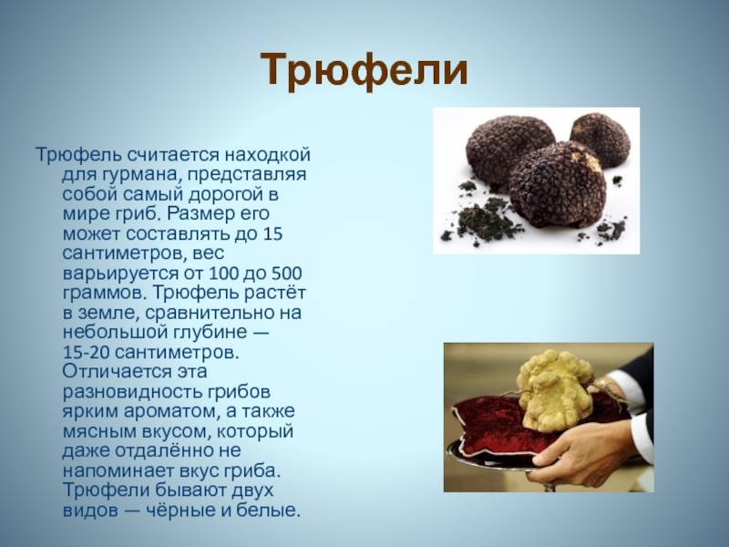 Грибы трюфели (42 фото): где искать в украине, растут в россии, описание вкуса, виды, как приготовить, выращивание