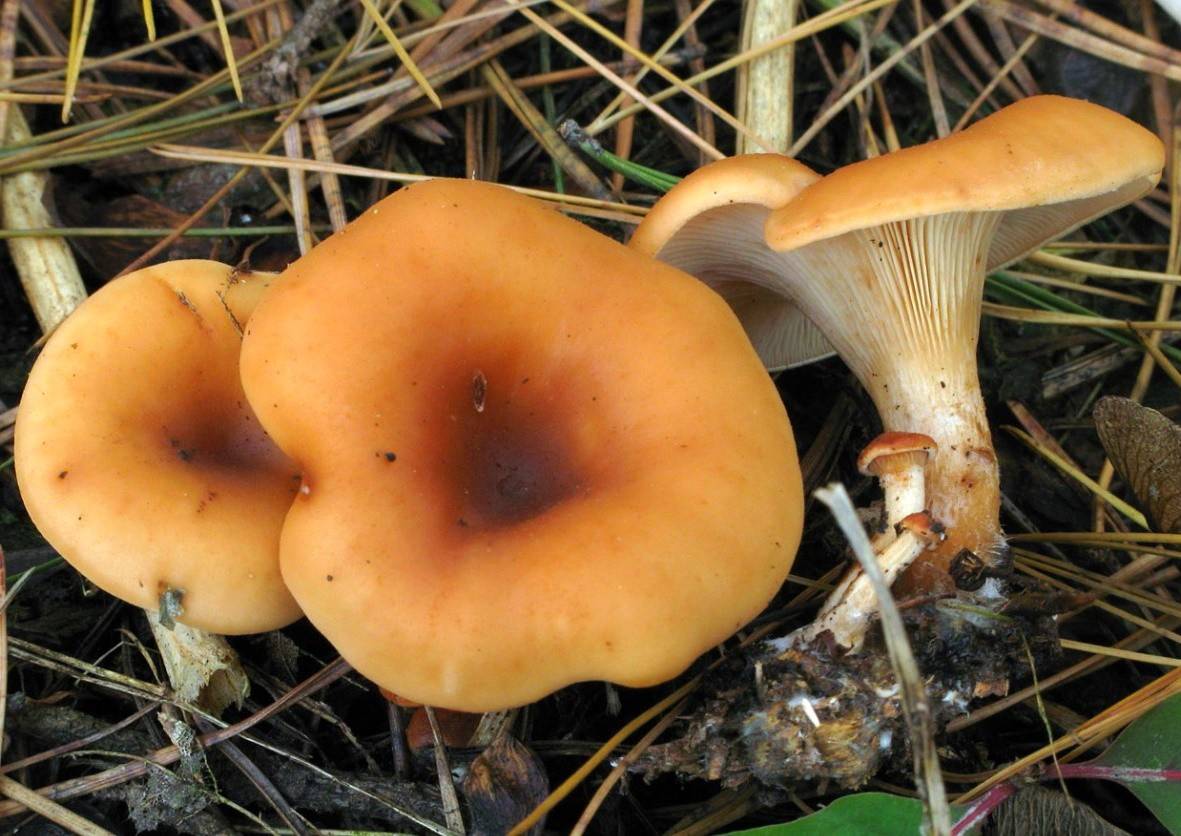 Говорушки – особенности грибов, их разновидности и где растут?