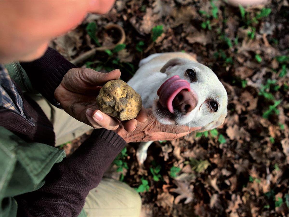 Кто ищет трюфели. трюфельные собаки: 3 породы с исключительным чутьем