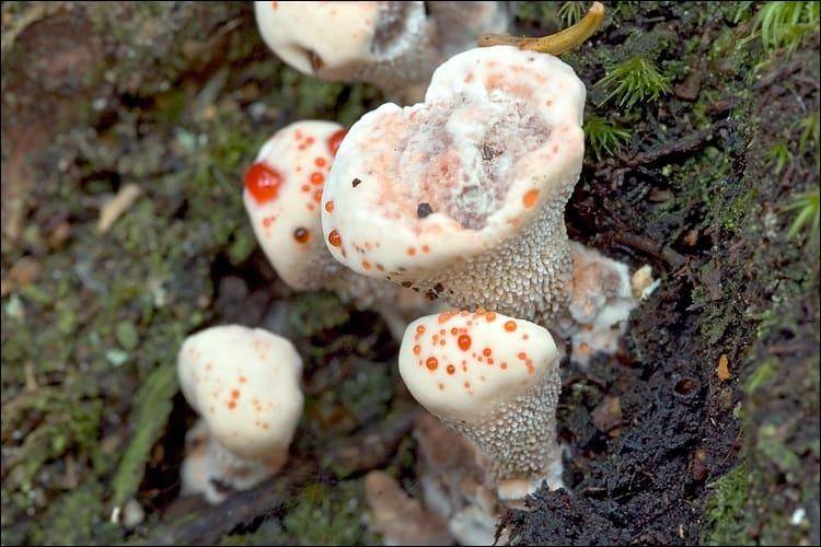 Гиднеллум пека (кровавый зуб): описание гриба с фото