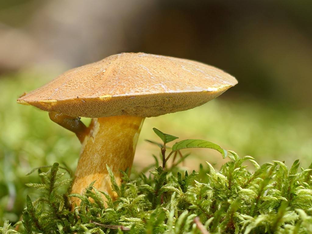 Моховики и козляки (грибы). описание, фото и виды