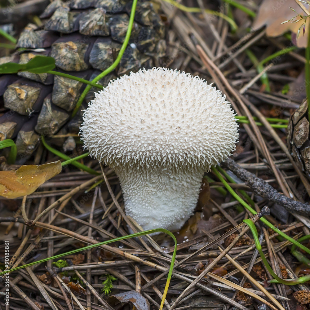 Дождевик шиповатый (жемчужный) или гриб заячья картошка (lycoperdon perlatum): фото, описания и как готовить этот съедобный вид
