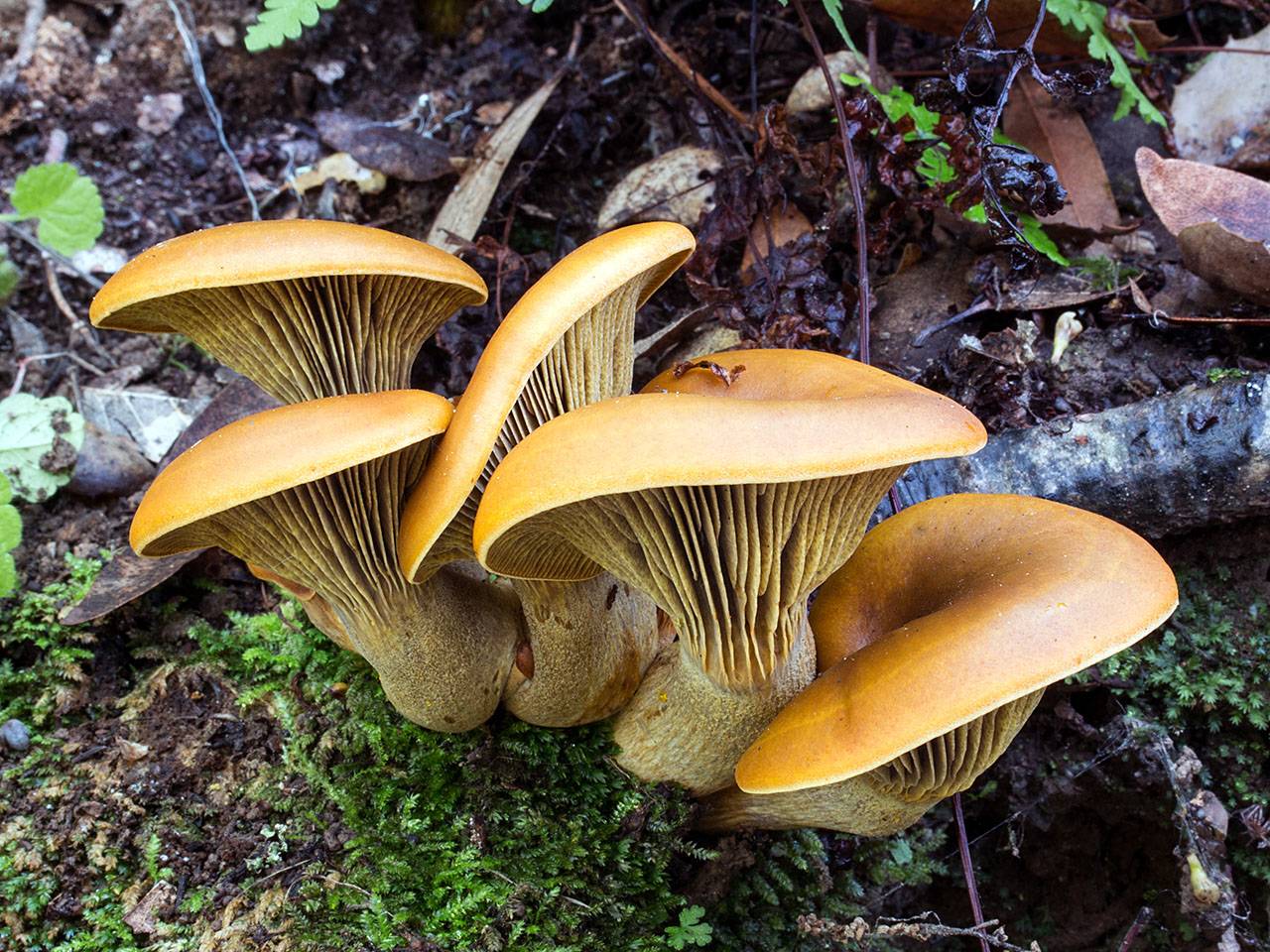10 биолюминесцентных грибов, которые светятся в темноте