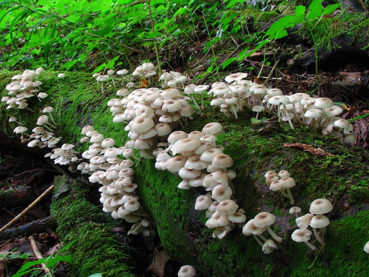 Family colibia (family clitocybula, clitocybula familia): what mushrooms look like, where and how they grow, are they edible or not - housework - 2023