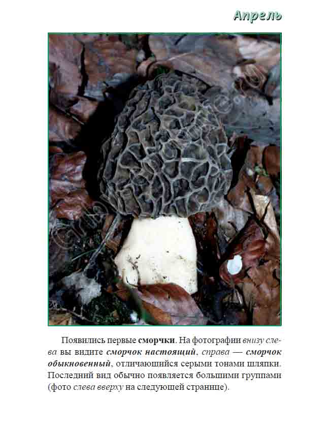 Сморчки грибы фото съедобные и несъедобные чем отличаются как готовить