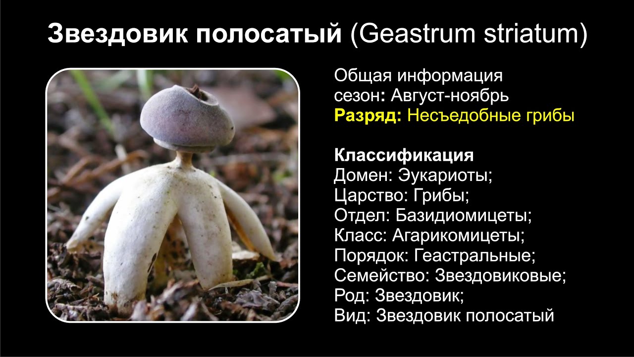 Звездовик полосатый (geastrum striatum): как выглядит, где и как растет, съедобный или нет