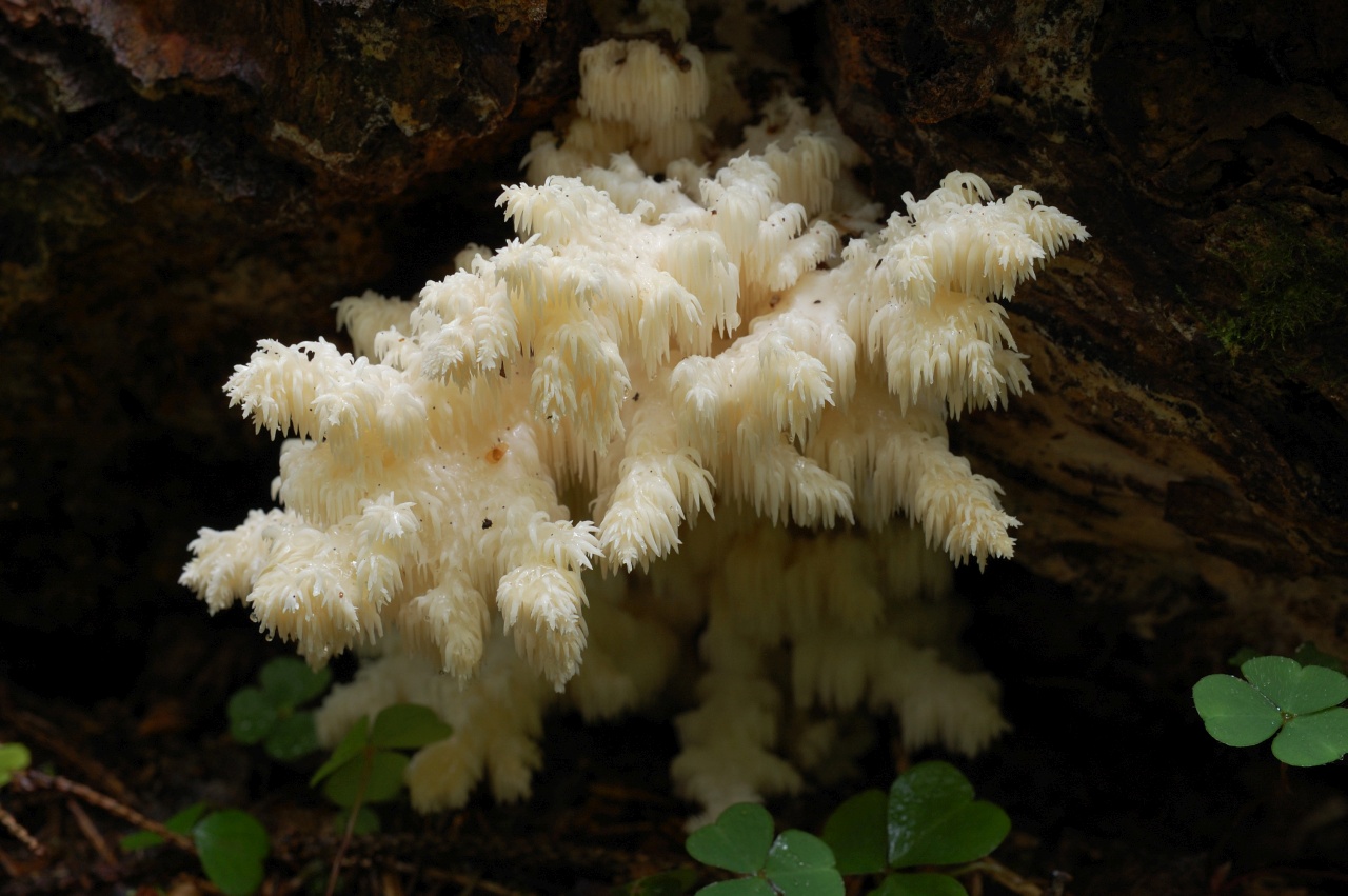 Как выглядит гриб ежевик и его описание (+20 фото)