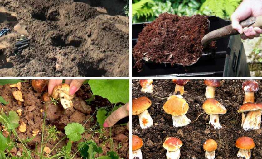 Какие грибы можно выращивать в искусственных условиях: фото, видео, как это делать на садовом участке