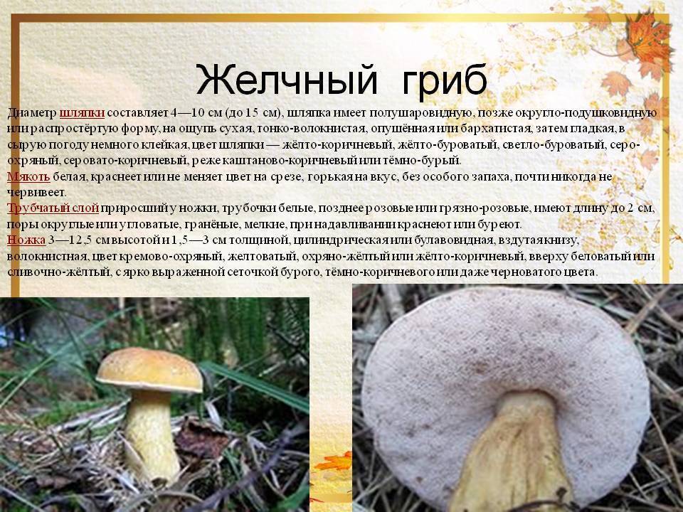 Белый гриб сосновый. как и где собирать. описание.