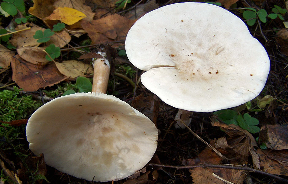 50 фото разных видов грибов говорушки,