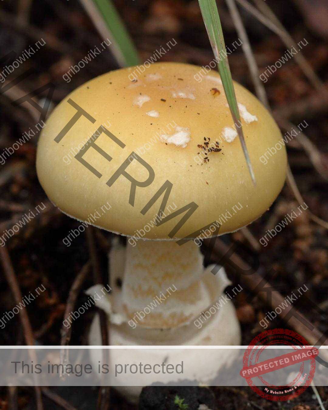 Поплавок жёлто-коричневый (amanita fulva) – грибы сибири