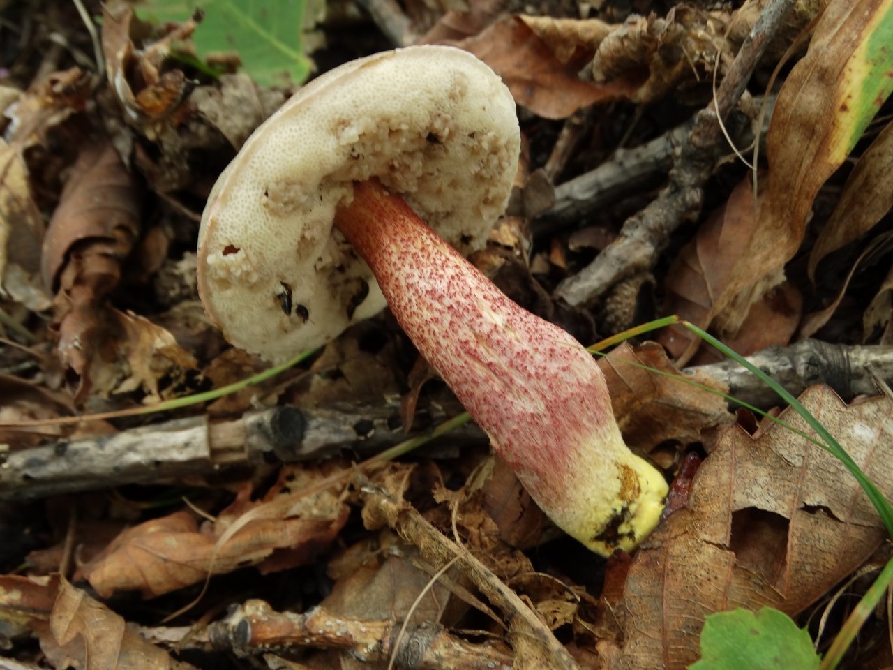 Подосиновик – описание, виды, где растет, ложный гриб, фото