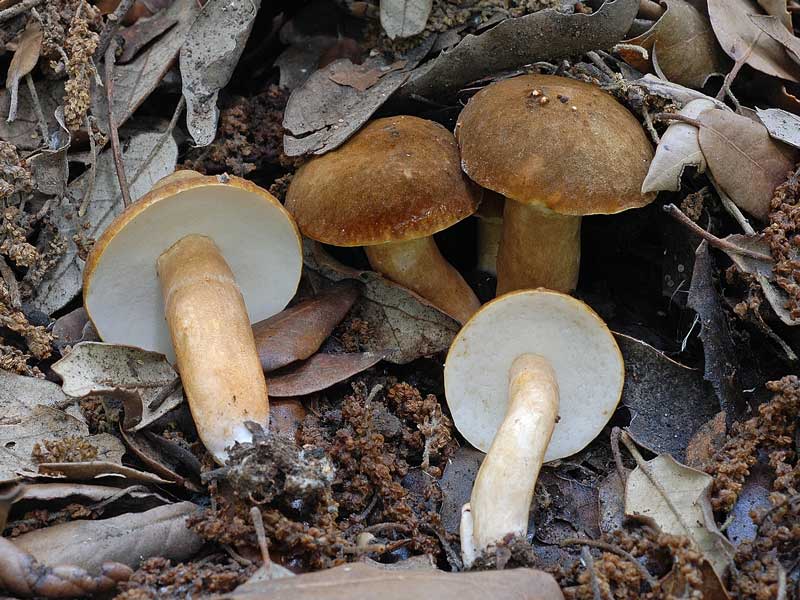 Каштановый гриб: где растет, когда собирать, особенности и свойства редкого гриба