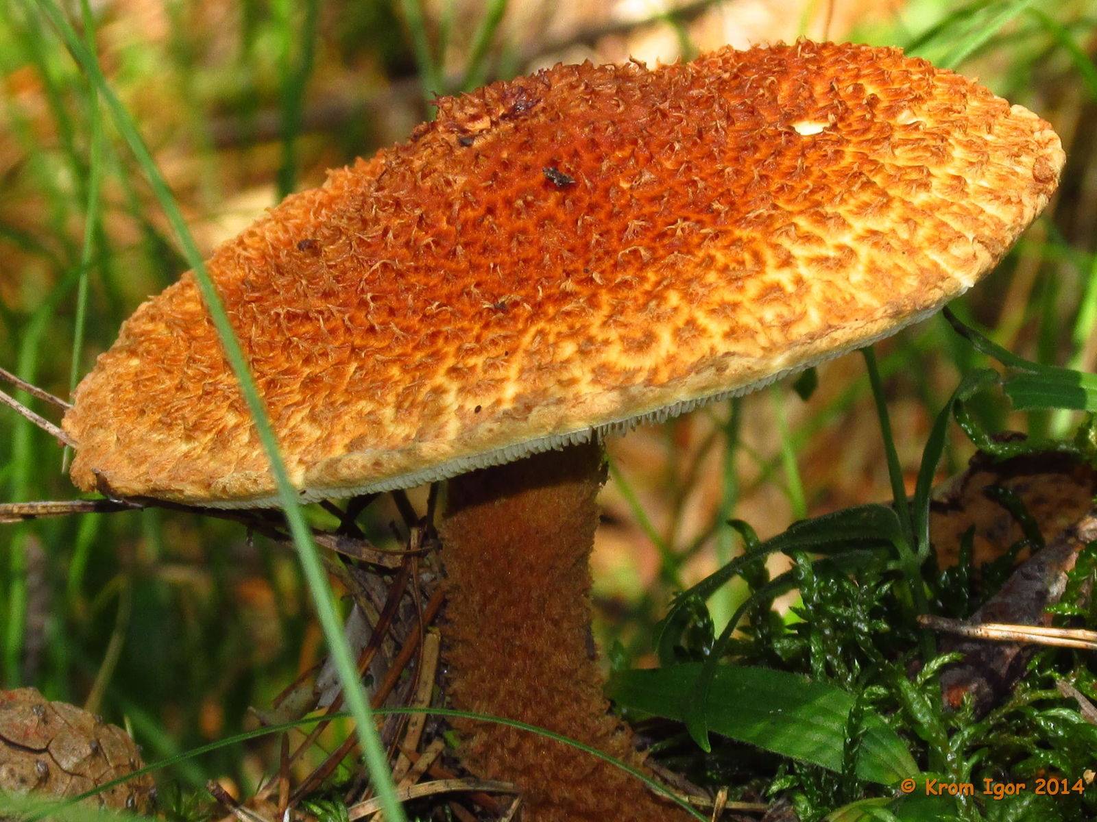 Лейкофолиота древесинная (leucopholiota lignicola) – грибы сибири