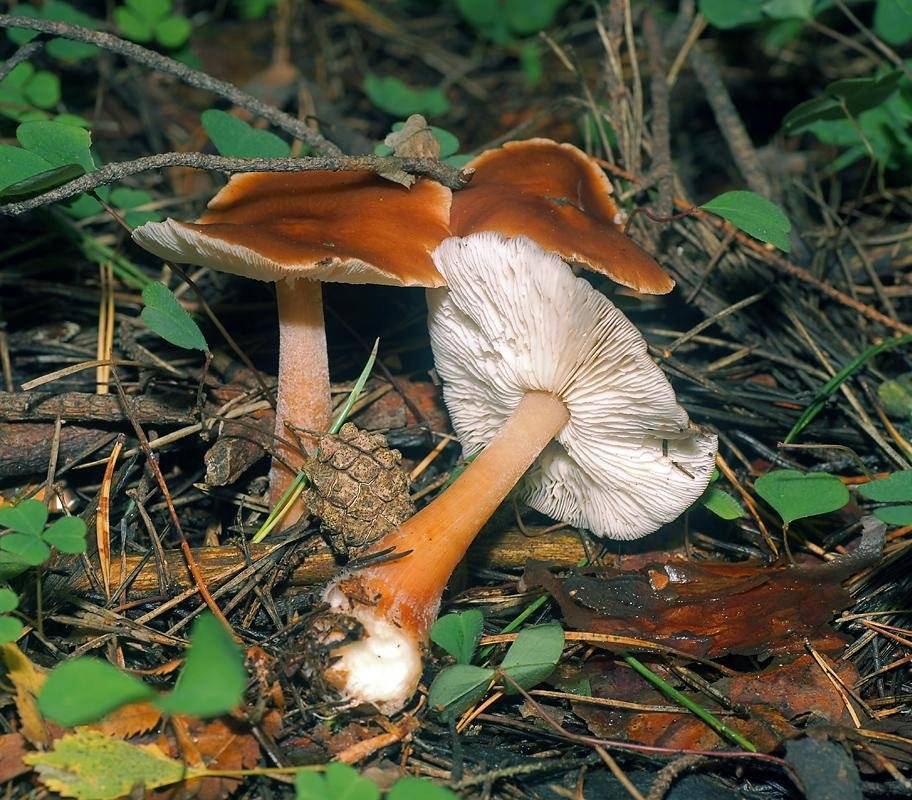 Саркосцифа алая - описание, где растет, ядовитость гриба